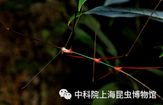 【3月30日科普课程】幽灵记——竹节虫（下午）