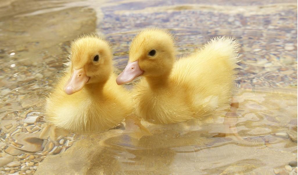 两只可爱的小鸭子正在河里游泳、嬉戏。