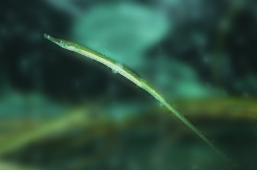猴鱼海龙庆佳节 花灯点亮水族馆