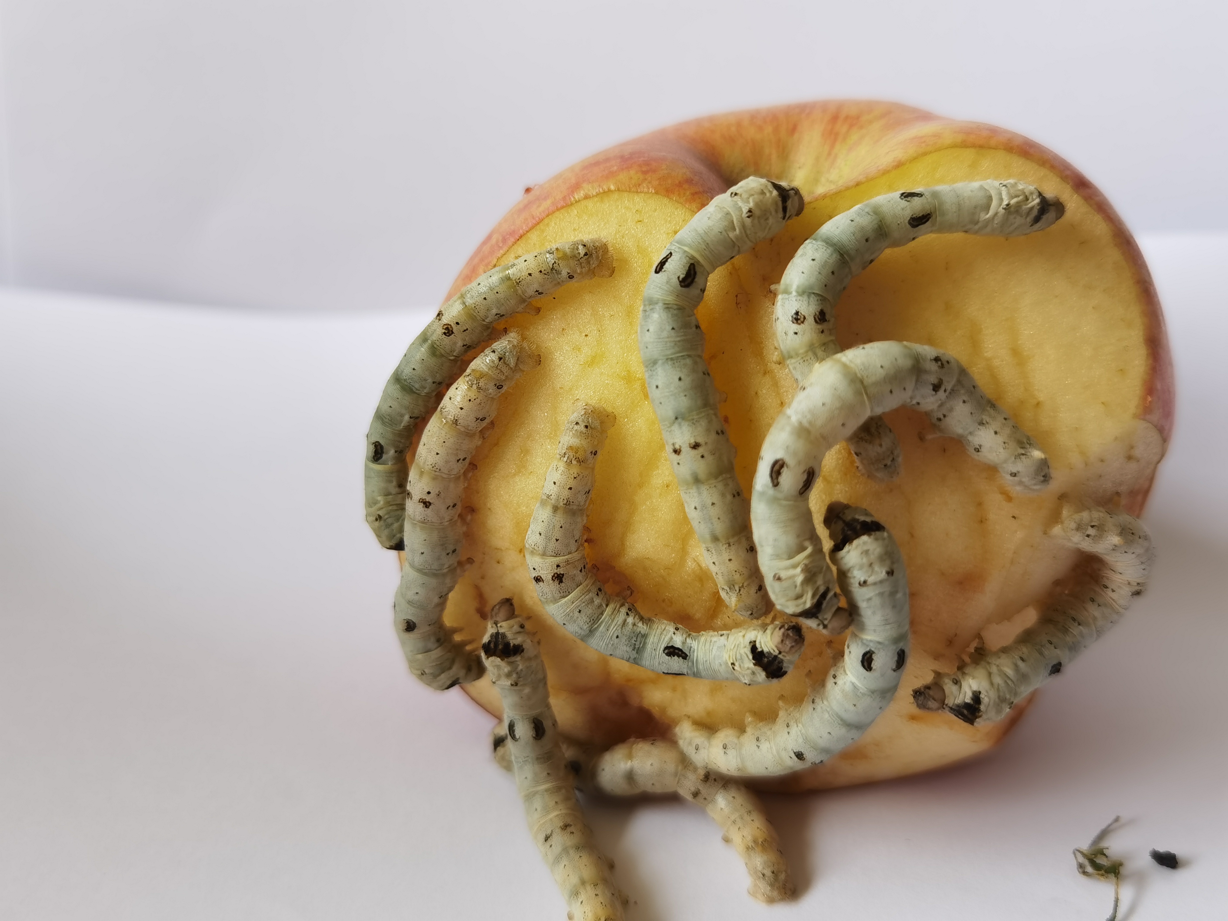 吃苹果的蚕宝宝系列课程体验活动