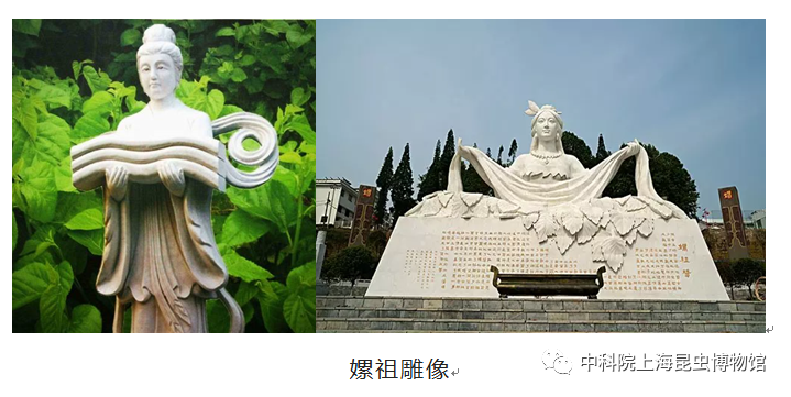 【科普课程招募】（4月2日场）有趣的生命之旅——蚕宝宝变形记