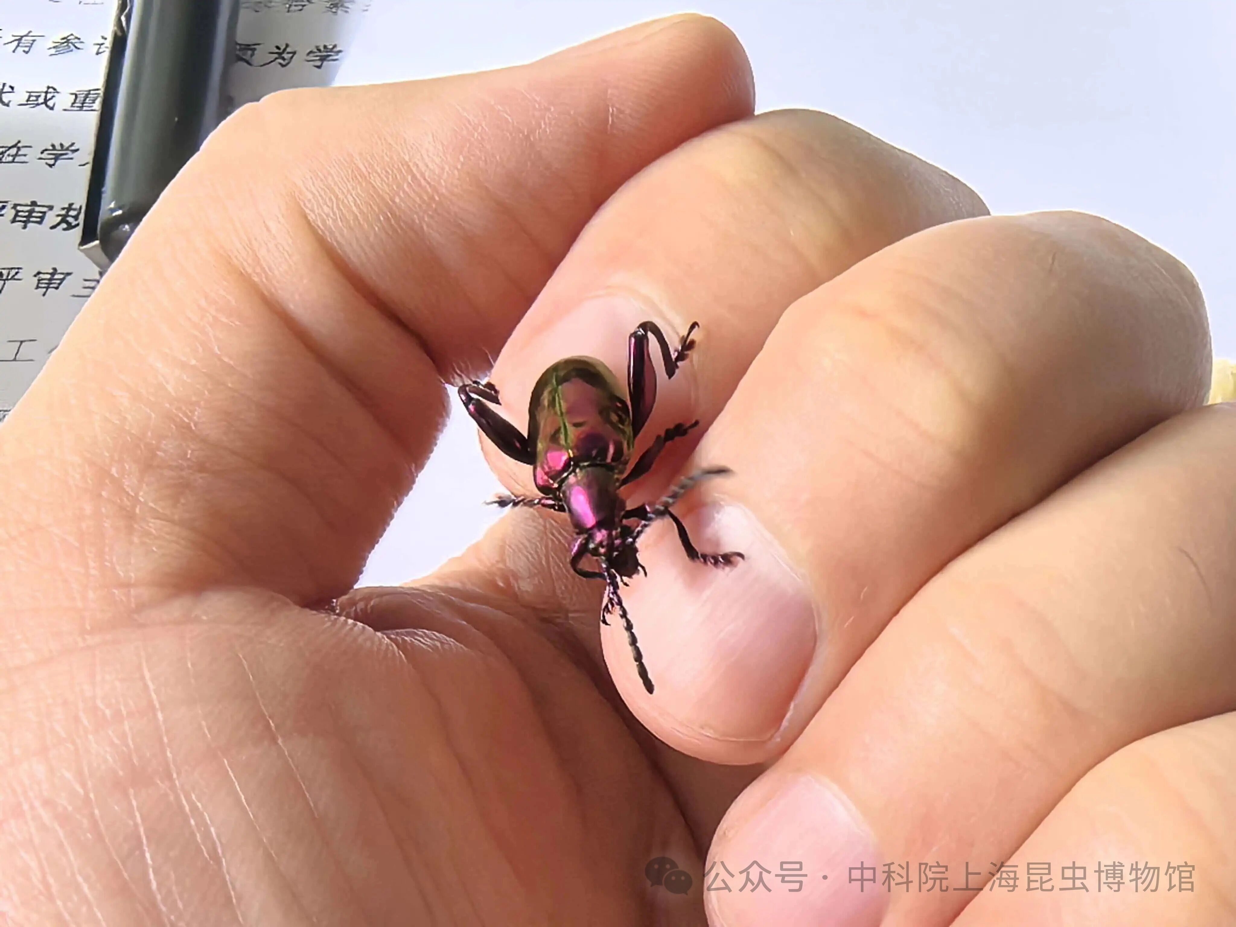 2026.6.13虫虫聚会
