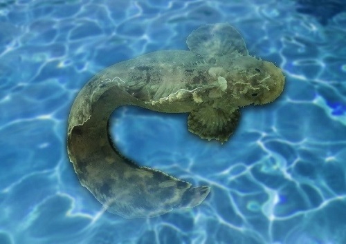 猴鱼海龙庆佳节 花灯点亮水族馆