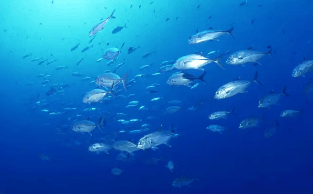 比《大鱼海棠》更美的海底世界!博雅君带你去来探险~go!