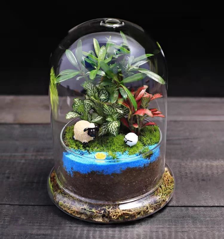 博雅|【临展活动】制作“沃德箱生态瓶”,探索植物跨洋航行的秘密|博雅网|易班博雅网